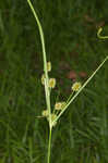 Pine barren flatsedge